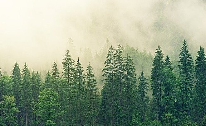 Леса России накопили почти 45 гигатонн углерода