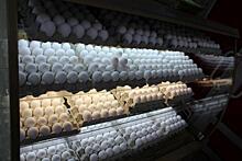 Яйца судьбы: птицефабрика «Уссурийская» высидела мировое соглашение