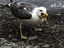 Утечку мазута в Керченском проливе назвали самой серьёзной экологической катастрофой века в РФ