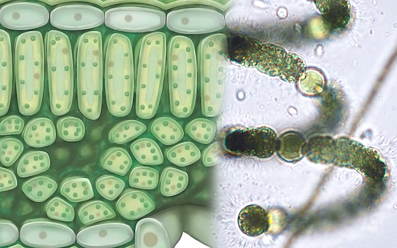 В геномах хлоропластов и цианобактерий нашли структурные различия