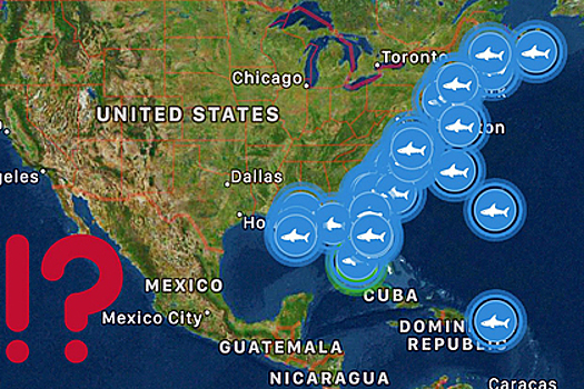 Десятки акул-людоедов неожиданно направились к берегам США