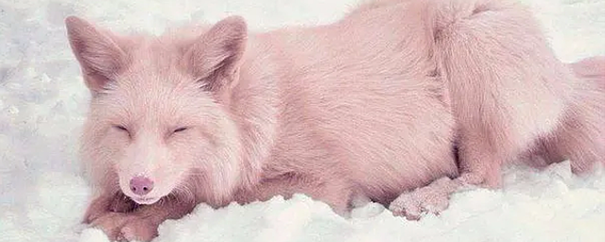 Специалисты Госветслужбы Подмосковья провели вакцинацию двух декоративных лис