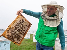 Как некоторые умельцы научились извлекать пользу из борщевика Сосновского