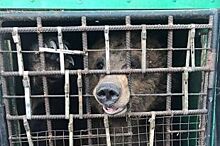 Челябинцы создали петицию в защиту животных, которых нашли в автобусе