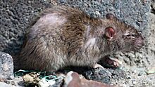 Жительница Томска обнаружила в посылке выводок крысят