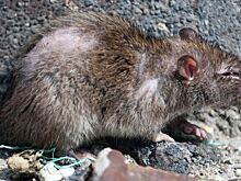 Жительница Томска обнаружила в посылке выводок крысят