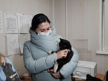 Российские чиновники приютили у себя в министерстве чудом спасенного кота