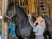 Символ года под защитой: как в российских пансионатах спасают лошадей?