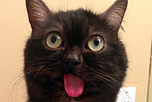 Кот с высунутым языком стал звездой интернета
