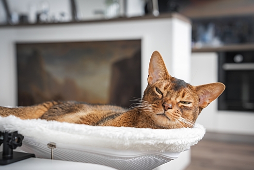 Сколько должны весить котята и взрослые абиссинские кошки