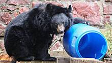 «Небольшой потоп»: в Московском зоопарке показали, как купается медведь Гром