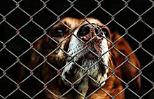 В Тобольске депутат угрожает директору приюта: собак могут выкинуть