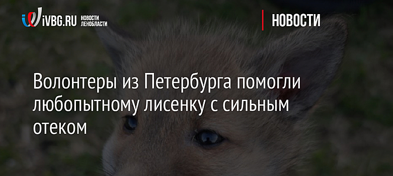 Волонтеры из Петербурга помогли любопытному лисенку с сильным отеком