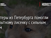 Волонтеры из Петербурга помогли любопытному лисенку с сильным отеком