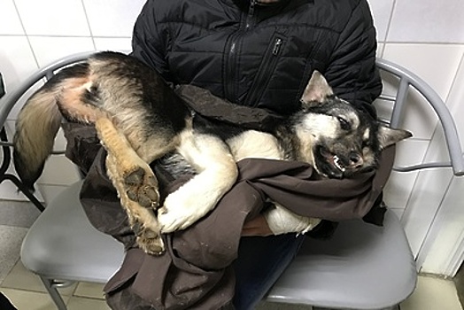 Для собаки, которая пять дней ходила с банкой на голове в Пущине, нашли хозяина