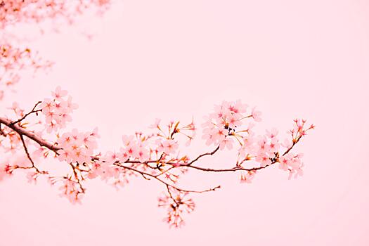 Сезон цветения сакуры начался в Японии