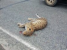 Сбитая на трассе леопардесса Килли обнаружена живой