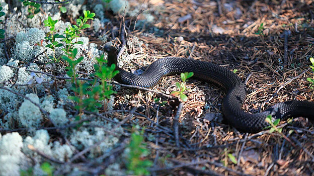 В двух районах Петербурга заметили первых в этом году гадюк