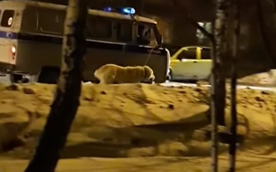 Уральские полицейские «задержали» собаку