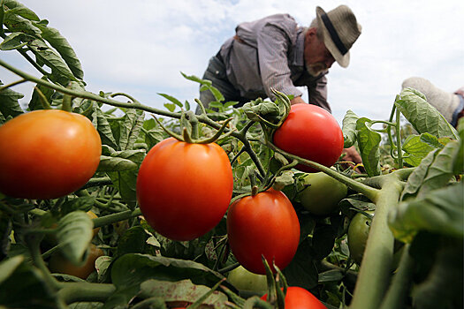 Российские огурцы и помидоры вытесняют импорт