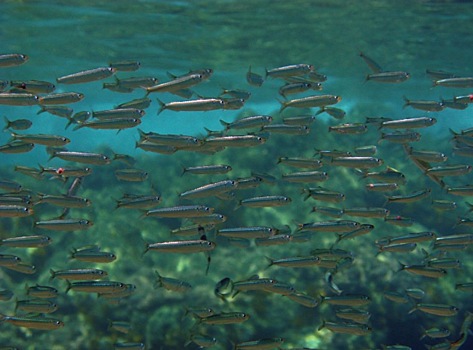 Ртуть в рыбе и морепродуктах может вызвать БАС