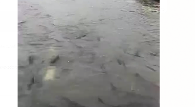 В Сети распространяют видео с улиц Комсомольска-на-Амуре с плавающей рыбой