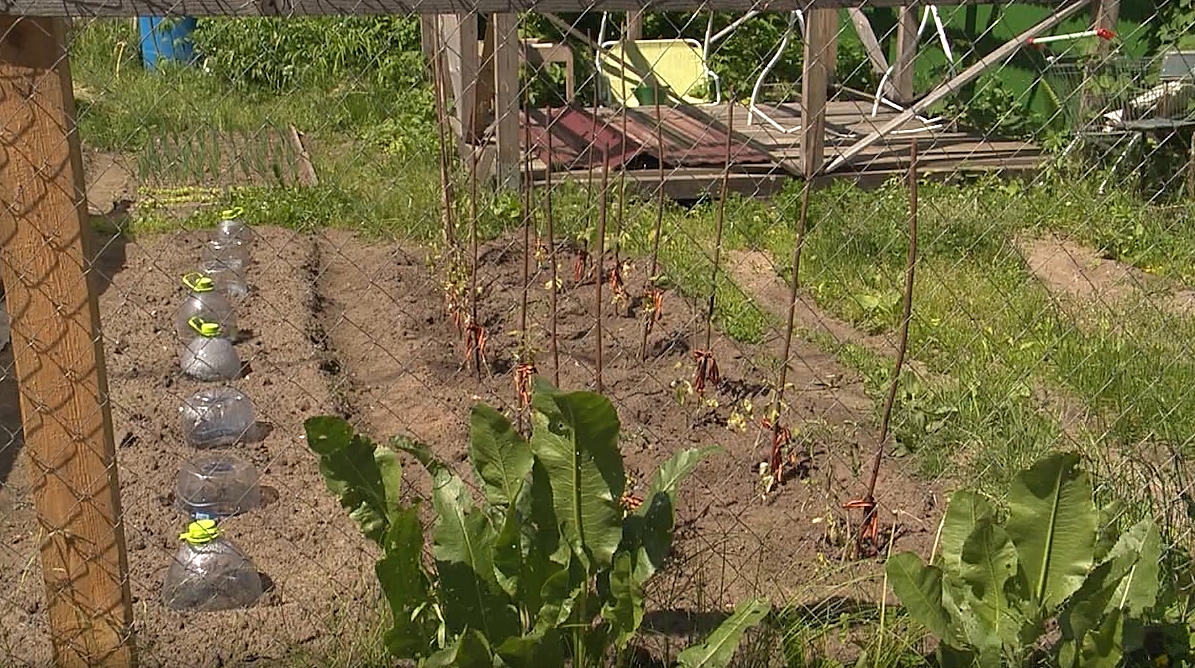 Кусты помидоров, подвязанные георгиевскими лентами, обнаружены в Сормовском районе