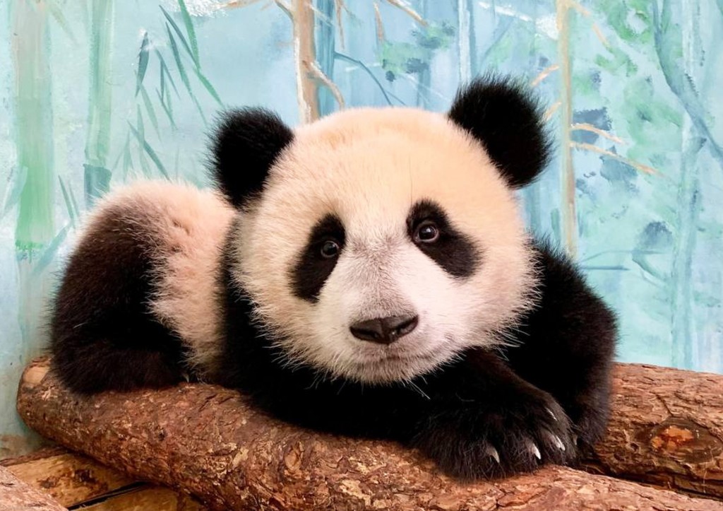 Раскрыт секрет «оздоровительных» поцелуев панды Катюши с мамой
