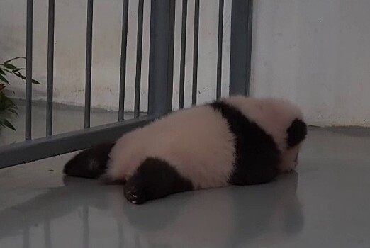 Детеныш панды из Московского зоопарка начал уверенно двигаться по вольеру