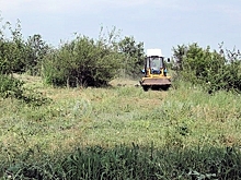 В питомниках под Волгоградом растят саженцы для озеленения вдоль новой трассы