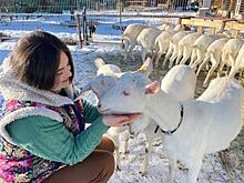 "В планах — сыроварня": как региональный грант для молодых предпринимателей помогает развивать козью ферму в Красноярском районе