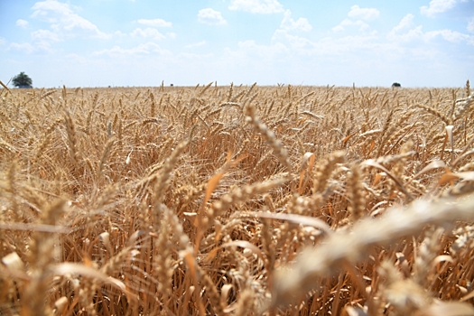 В Камышинском районе осмотрели и проверили состояние посевов озимой пшеницы