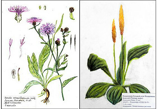 Дети нарисовали портреты растений