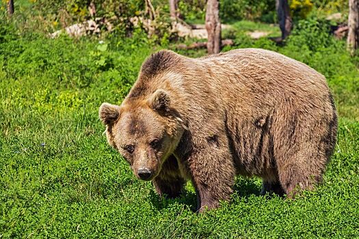 Видео с купанием костромской медведицы возмутило пользователей соцсетей