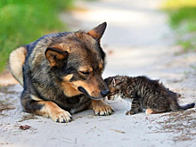 Закон об ответственном обращении с животными все-таки заработал?