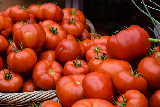 Зачем сажать помидоры осенью