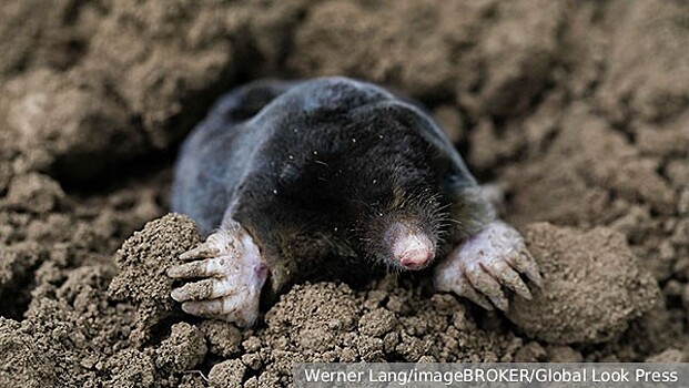 Эксперт Меньшиков рассказал, как вывести на даче кротов и землероек