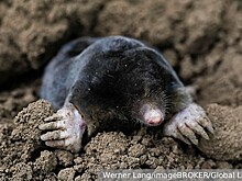 Эксперт Меньшиков рассказал, как вывести на даче кротов и землероек