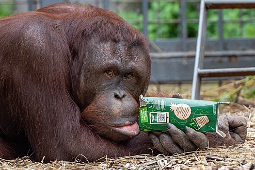 Делает пасочки и меняет камни на еду: орангутану Кирану из Ростовского зоопарка исполнилось 12 лет