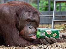 Делает пасочки и меняет камни на еду: орангутану Кирану из Ростовского зоопарка исполнилось 12 лет