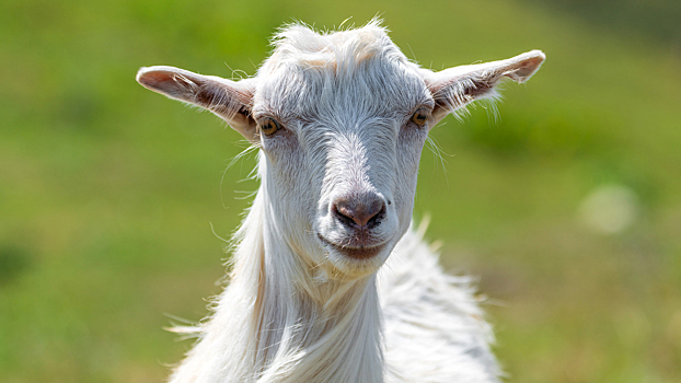 Учёные: козье молоко полезнее коровьего для пожилых