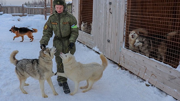 Питомник ездовых собак создали для военных в Арктике