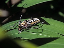 В Англии построили отель для жуков