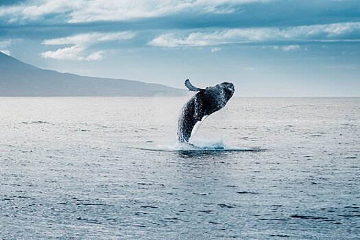 В Исландии впервые за 17 лет отказались от добычи китов