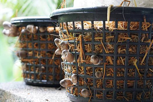 Россиян предупредили о риске сесть в тюрьму за продажу грибов