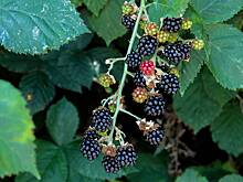 Яблоки и ежевика снизили риск развития старческой «хрупкости»