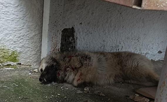 Волонтер обвинила главу сельсовета в убийстве щенка перед приездом курского губернатора