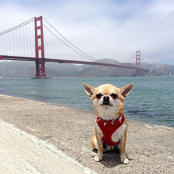 Чихуахуа Миами живет в Италии и любит путешествовать по Европе. Собака побывала в Венеции, Вене, Париже, Лондоне, Нью-Йорке, Лиссабоне.