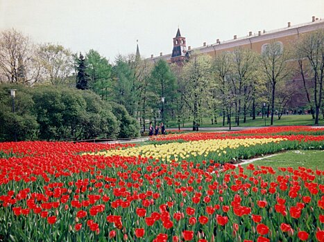Кремль и Александровский сад украсили цветами к майским праздникам