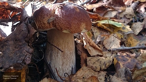 Самозанятым россиянам разъяснили нюансы о законности продажи грибов и ягод